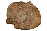 Fossil Dinosaur (Edmontosaurus) Ungual Bone - Montana #184002-2